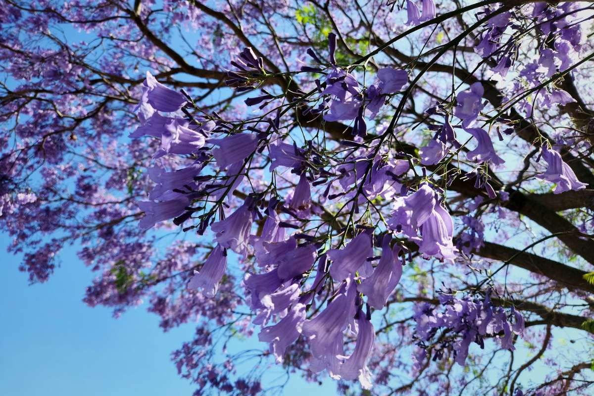 Jacaranda trees in bloom, Mexico City